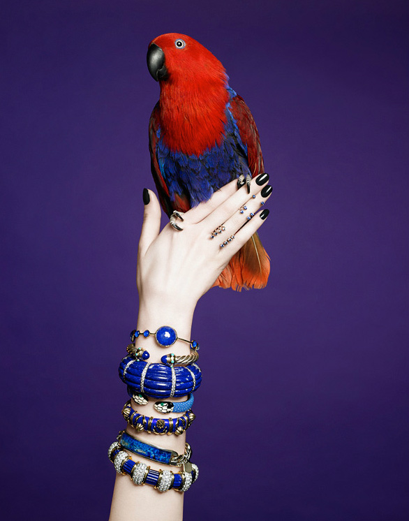 Parrot on a Hand
