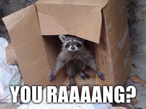 A racoon saying You Raaaang